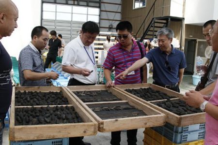 大連海參,海參,曉芹海參,日本考察 大連海參,海參,曉芹海參,日本考察